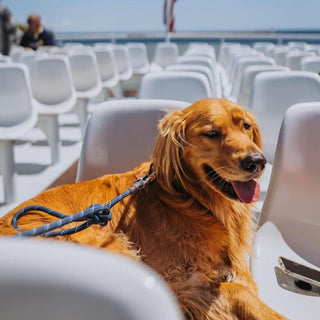 Dog Friendly Mackinac