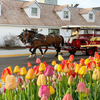 Home is Where the Horses Are